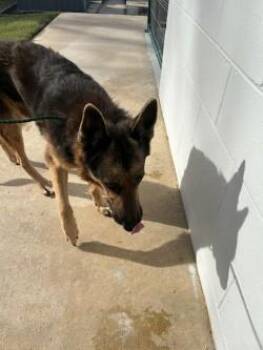 Rescue German Shepherd Dog Dogs for Adoption in Rocky Mount, North Carolina - Max106702 | PetCurious