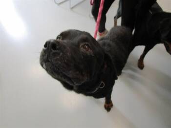 A386607 -  Rottweiler Dog for Adoption in Ocala, Florida - A386607 | PetCurious