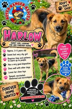 Harlow -  German Shepherd Dog Dog for Adoption in Wrightwood, California - Harlow | PetCurious
