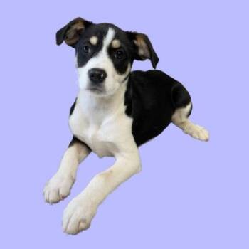 Terrier and Mixed Breed Dogs Available for Adoption - TUSC-Stray-83276 | PetCurious