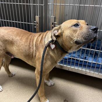 Mixed Breed Dogs Available for Adoption in Chattanooga, Tennessee - Corporal | PetCurious