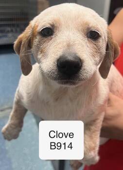 Cattle Dog Dogs Available for Adoption - Clove | PetCurious