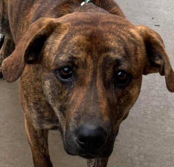 Mountain Cur Dogs Available for Adoption in Elizabethton, Tennessee - HAYDEN | PetCurious