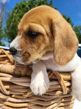 Worm -  Terrier and Beagle Dog for Adoption in Pottstown, Pennsylvania - Worm | PetCurious