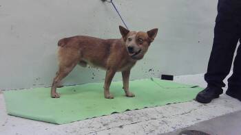 RED AKA (LEX) -  Australian Cattle Dog Blue Heeler and Mixed Breed Dog for Adoption in Houston, Texas - RED AKA (LEX) | PetCurious