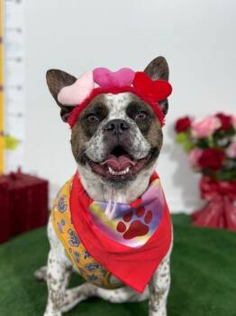 Popsicle-One of our Amazing Rescue Dogs -  French Bulldog and Boston Terrier Dog for Adoption in Carlsbad, California - Popsicle-One Of Our Amazing Rescue Dogs | PetCurious