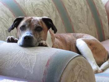 Queen Bella -  Mixed Breed Dog Available for Adoption in Athens, Ontario - Queen Bella | PetCurious