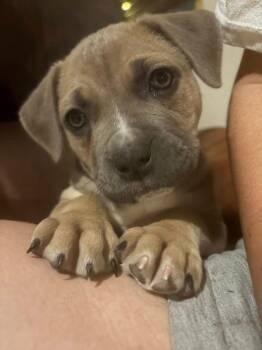 Weimaraner and American Staffordshire Terrier Dogs Available for Adoption - Isabella | PetCurious