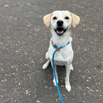 Beagle and Mixed Breed Dogs Available for Adoption in Newberg, Oregon - Danny | PetCurious