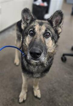 Mixed Breed Dogs Available for Adoption - AMARETTO | PetCurious