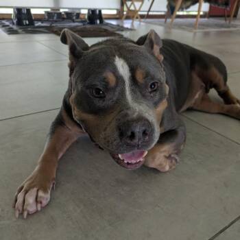 Balboa -  American Bully Dog for Adoption in Salem, New Hampshire - Balboa | PetCurious