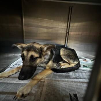 Adelaide -  Mixed Breed Dog for Adoption in Gadsden, Alabama - Adelaide | PetCurious