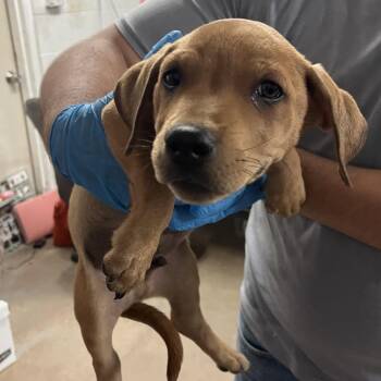 Groot -  Mixed Breed Dog for Adoption in Edinburg, Texas - Groot | PetCurious