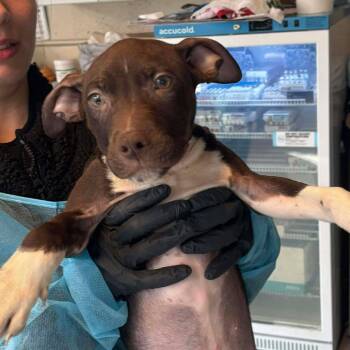 Mixed Breed Dogs Available for Adoption - Fellow | PetCurious