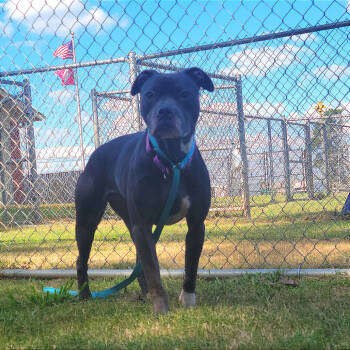 Rescue Pit Bull Terrier Dogs for Adoption in Cabot, Arkansas - (Found) Korra | PetCurious