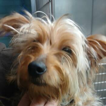 Yorkshire Terrier Dogs Available for Adoption - Dex | PetCurious