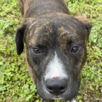 Claus -  Black Mouth Cur Dog for Adoption in Austin, Texas - Claus | PetCurious