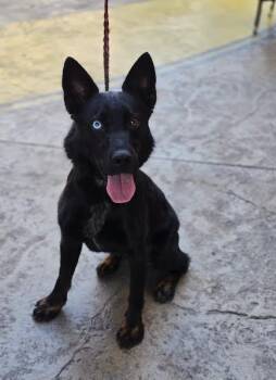 Tip -  Shepherd and Husky Dog for Adoption in Hopkinsville, Kentucky - Tip | PetCurious