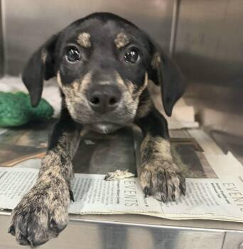 Hound Dogs Available for Adoption - Millie | PetCurious