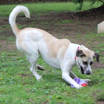 Sammie -  Anatolian Shepherd and Mixed Breed Dog for Adoption in Fayetteville, Arkansas - Sammie | PetCurious