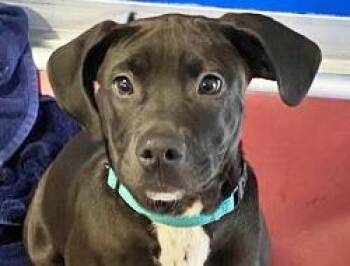 Rescue Labrador Retriever Dogs for Adoption in Fernandina Beach, Florida - IZZY | PetCurious