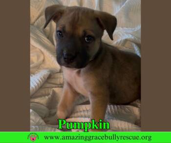 Pumpkin -  Black Mouth Cur Dog for Adoption in Pensacola, Florida - Pumpkin | PetCurious