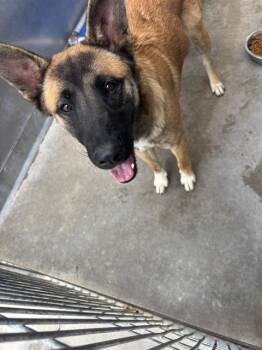 A887989 -  German Shepherd Dog and Australian Cattle Dog Blue Heeler Dog for Adoption in Camarillo, California - A887989 | PetCurious