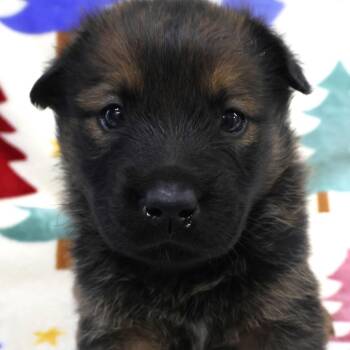 Leroy D11450 -  German Shepherd Dog and Labrador Retriever Dog Available for Adoption - Leroy D11450 | PetCurious