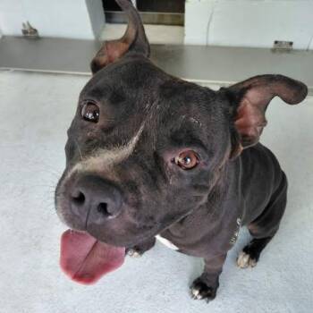 Junior 26-09-033 -  American Bulldog Dog for Adoption in Bastrop, Texas - Junior 26-09-033 | PetCurious