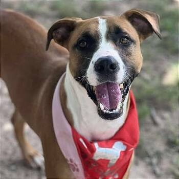 Rescue Boxer and Mixed Breed Dogs for Adoption in Brock, Texas - Carlton | PetCurious