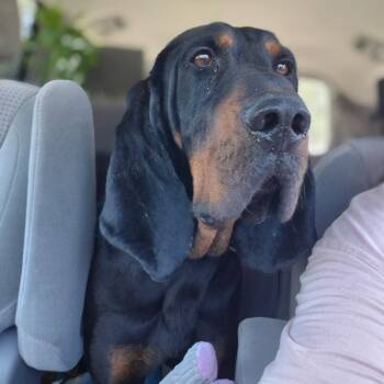 Black And Tan Coonhound Dogs Available for Adoption in Chesapeake, Virginia - Luke | PetCurious