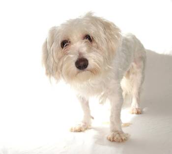 Caroline -  Maltese and Bichon Frise Dog for Adoption in Oakland Park, Florida - Caroline | PetCurious