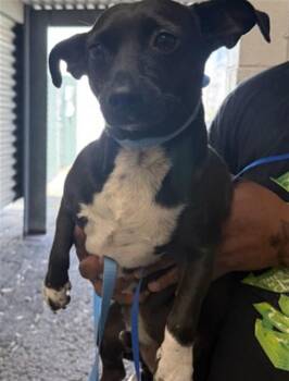 SNOOPY -  Chihuahua and Mixed Breed Dog for Adoption in San Bernardino, California - SNOOPY | PetCurious