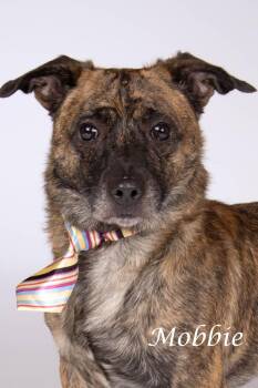 Mobbie -  Terrier and Shepherd Dog for Adoption in Gilbert, Arizona - Mobbie | PetCurious
