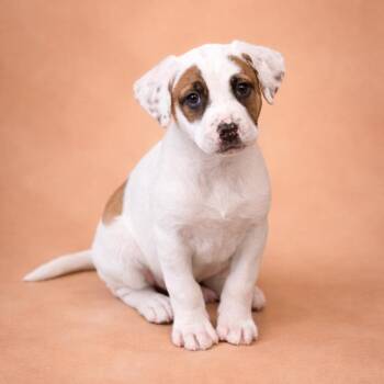 Labrador Retriever Dogs Available for Adoption - Piston | PetCurious