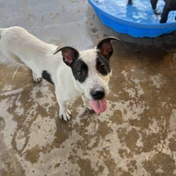 Sid -  Mixed Breed Dog for Adoption in Hamden, Connecticut - Sid | PetCurious