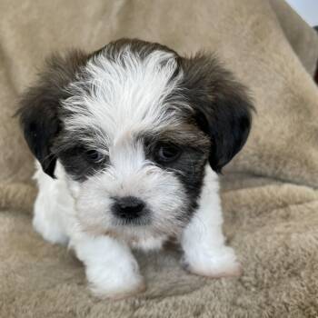 Sprinkle Pudding -  Shih Tzu Dog for Adoption in Andover, Massachusetts - Sprinkle Pudding | PetCurious