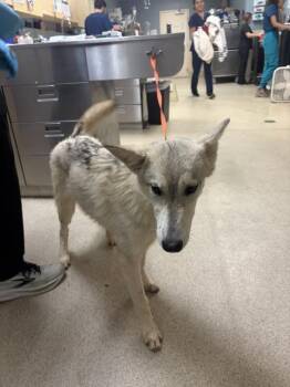 KONA -  Husky Dog for Adoption in Riverside, California - KONA | PetCurious