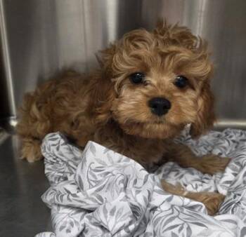 Gigi -  Cavalier King Charles Spaniel and Poodle Dog for Adoption in Malvern, Pennsylvania - Gigi | PetCurious