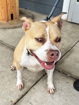 LUISA -  Pit Bull Terrier and Mixed Breed Dog for Adoption - LUISA | PetCurious
