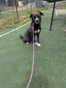 Labrador Retriever Dogs Available for Adoption in Statesville, North Carolina - Wolfie | PetCurious