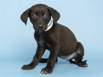 HARLEY -  Labrador Retriever Dog for Adoption in Phoenix, Arizona - HARLEY | PetCurious