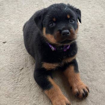 Hiccup -  Rottweiler Dog for Adoption in Raleigh, North Carolina - Hiccup | PetCurious