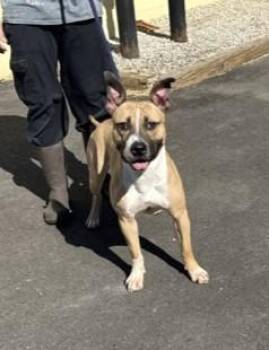 Rescue Pit Bull Terrier Dogs for Adoption in Philadelphia, Pennsylvania - Cash Money | PetCurious