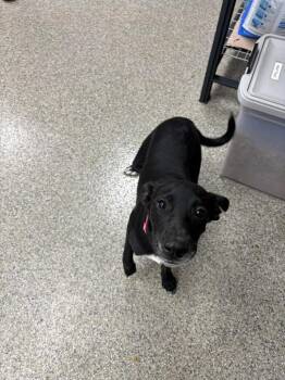 Pepi -  Labrador Retriever Dog for Adoption in Van Wert, Ohio - Pepi | PetCurious