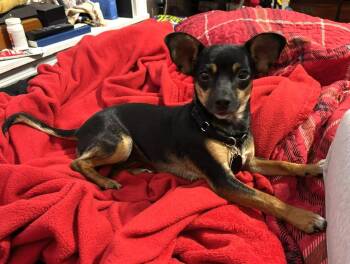 Chihuahua Dogs Available for Adoption - Fifi | PetCurious