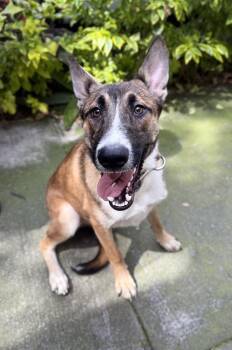 MISTI -  Belgian Shepherd Malinois and Mixed Breed Dog for Adoption in Langley Township, British Columbia - MISTI | PetCurious