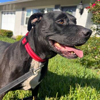 Pit Bull Terrier Dogs Available for Adoption in Melrose, Florida - Sherman | PetCurious