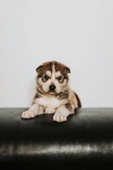 Mixed Breed Dogs Available for Adoption - Tundra | PetCurious