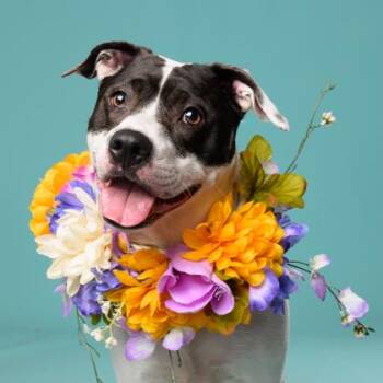 Diamond -  Mixed Breed Dog for Adoption in Atlanta, Georgia - Diamond | PetCurious